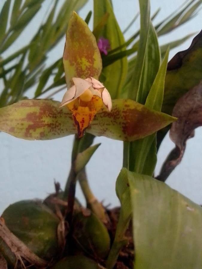Lycaste 4