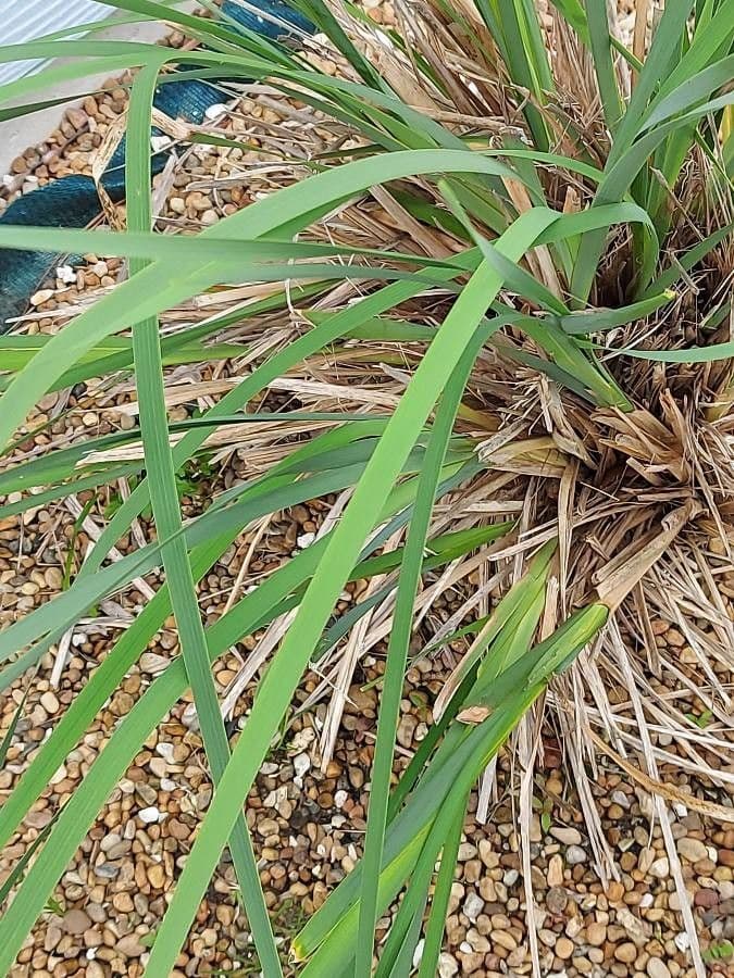 Dierama 14