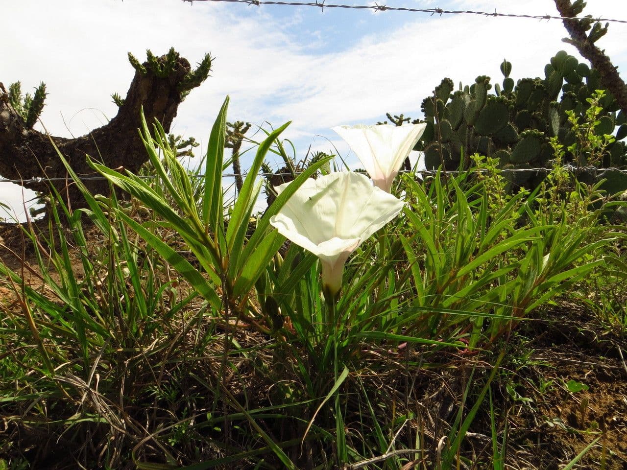 Ipomoea 8
