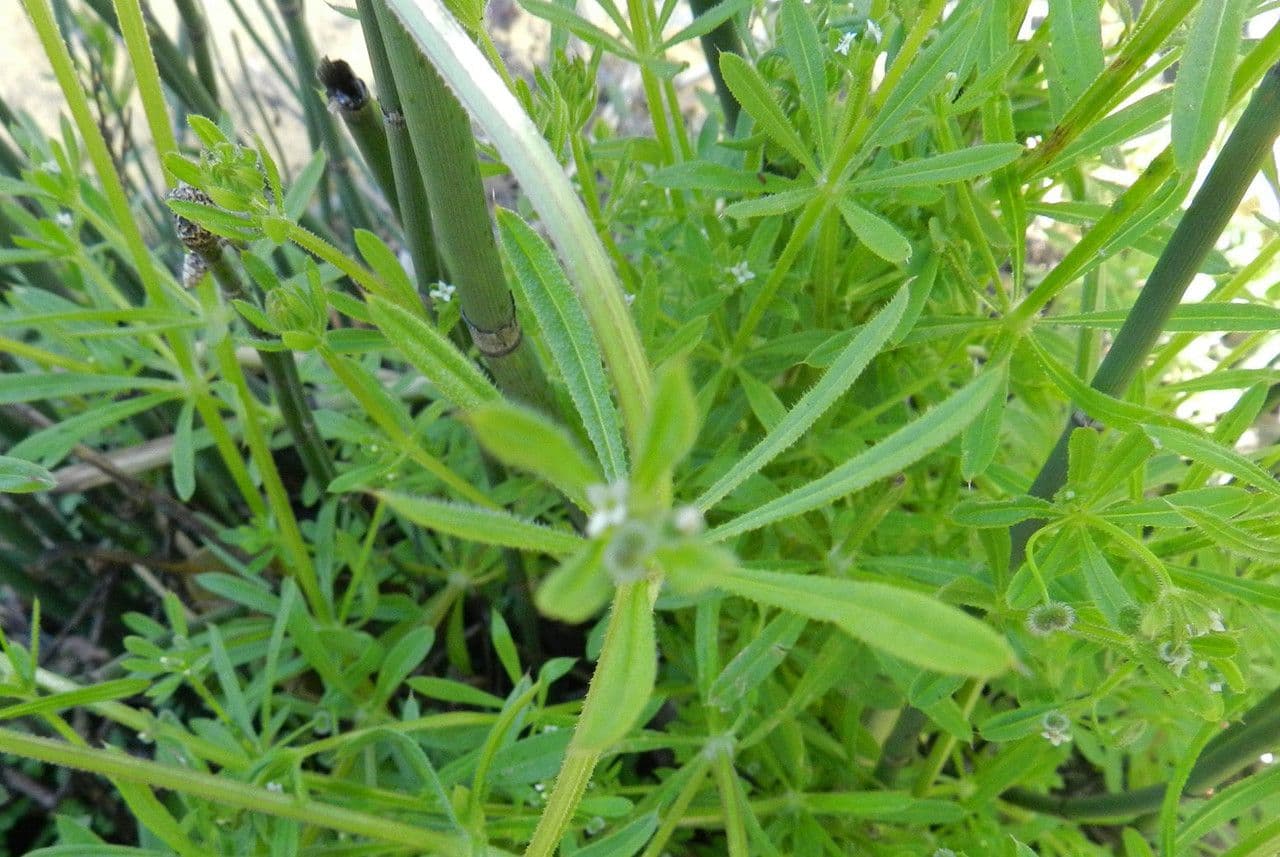 Corn-cleavers 12