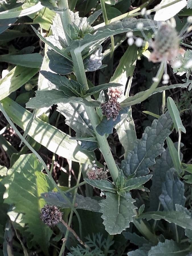 Verbasco blattaria 23