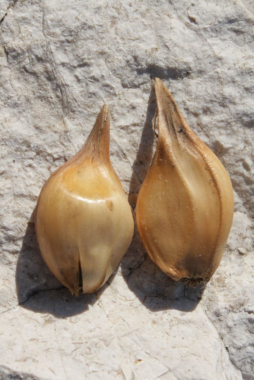 Aglio marino 3