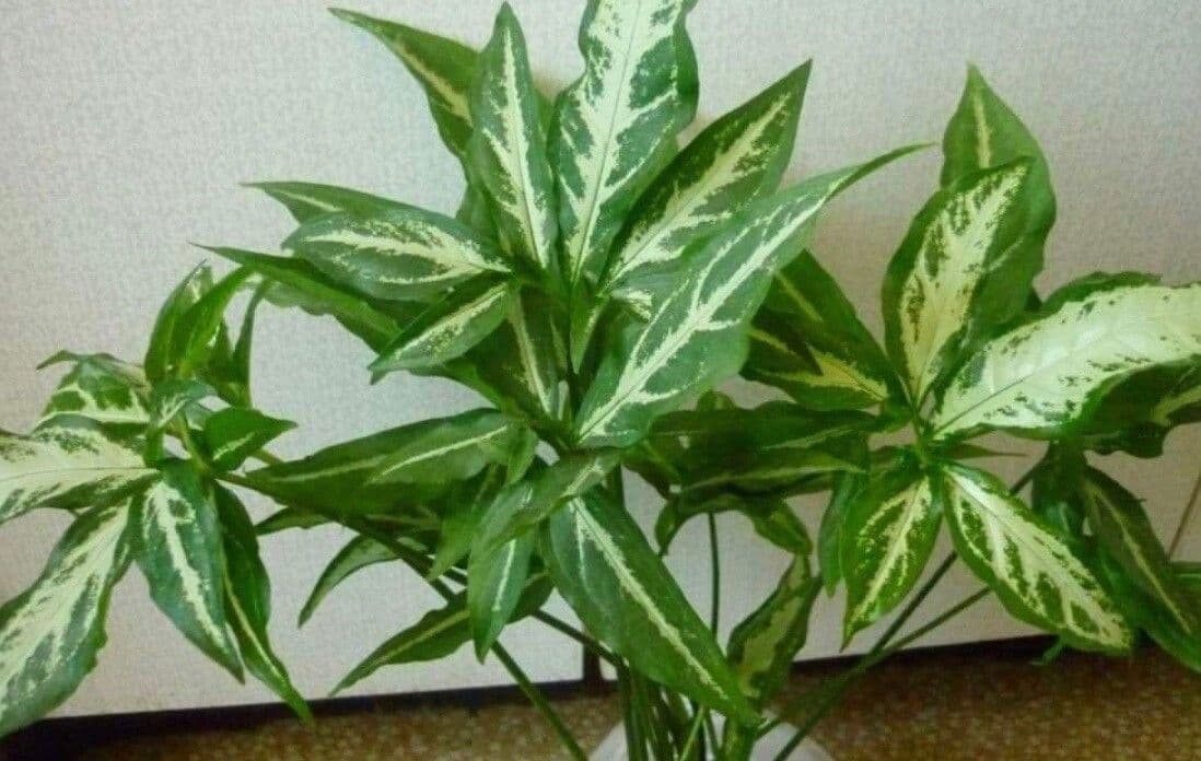 Syngonium 23