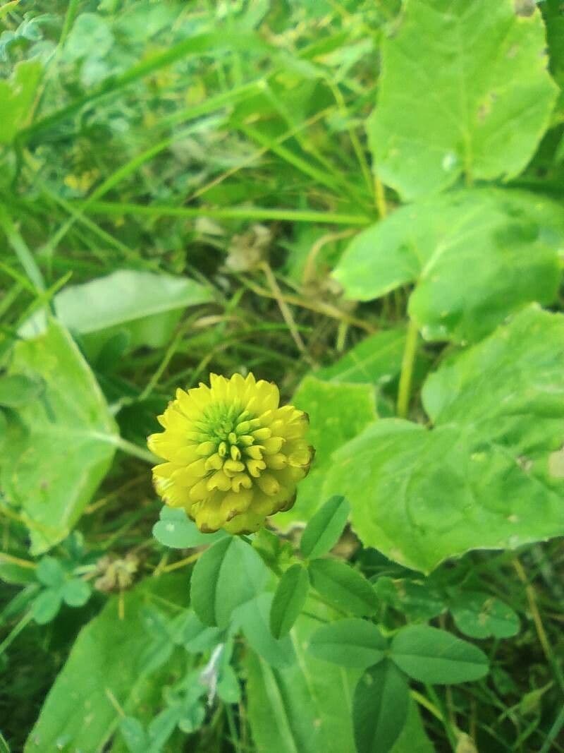 Trèfle bai 6