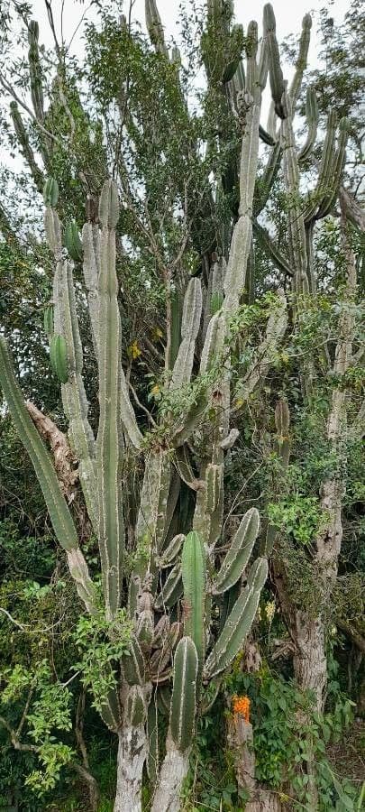 Cereus 6