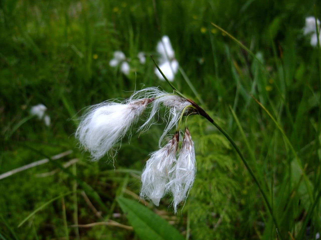 Breitblättriges Wollgras