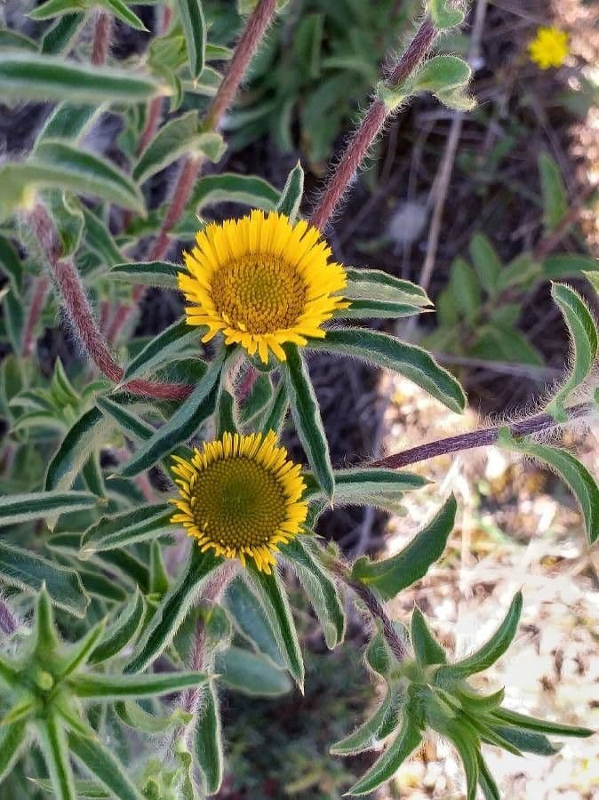 Asteroide spinoso 6