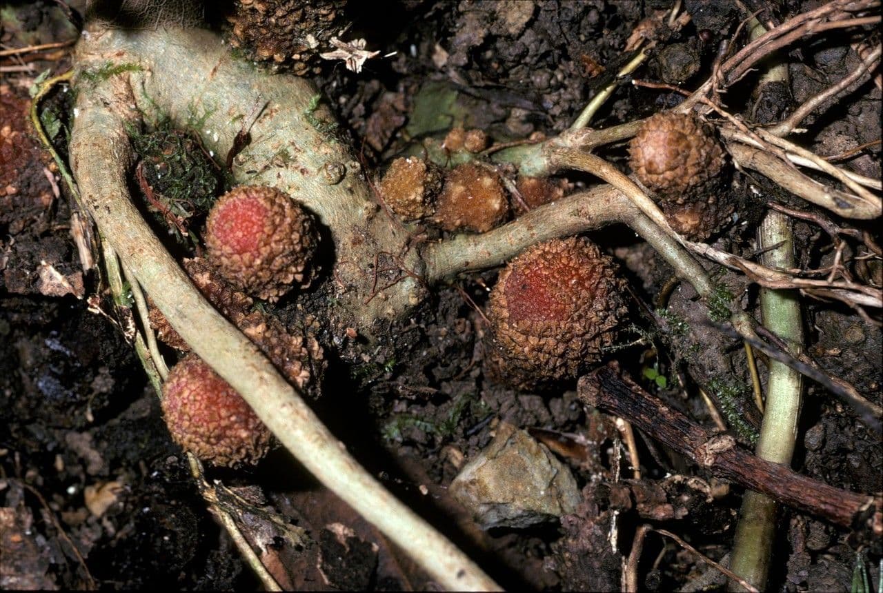 Pilzwurzel 7