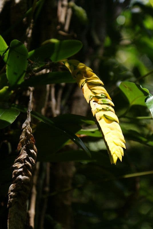 Bulbophyllum 9