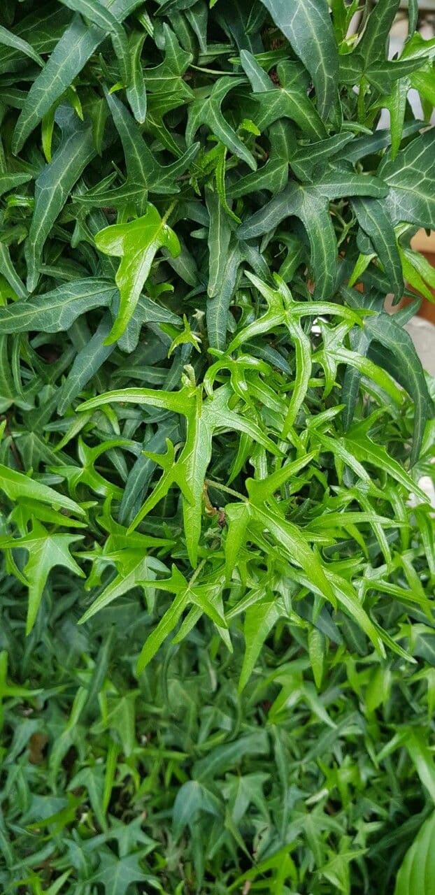 Edera nepalese 7