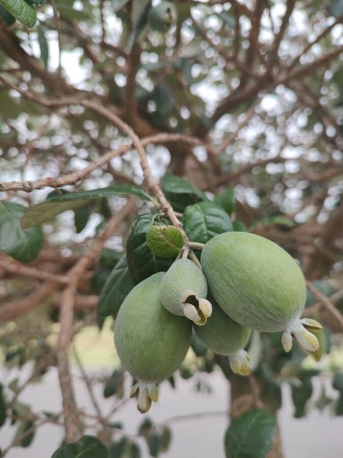 Feijoa 3