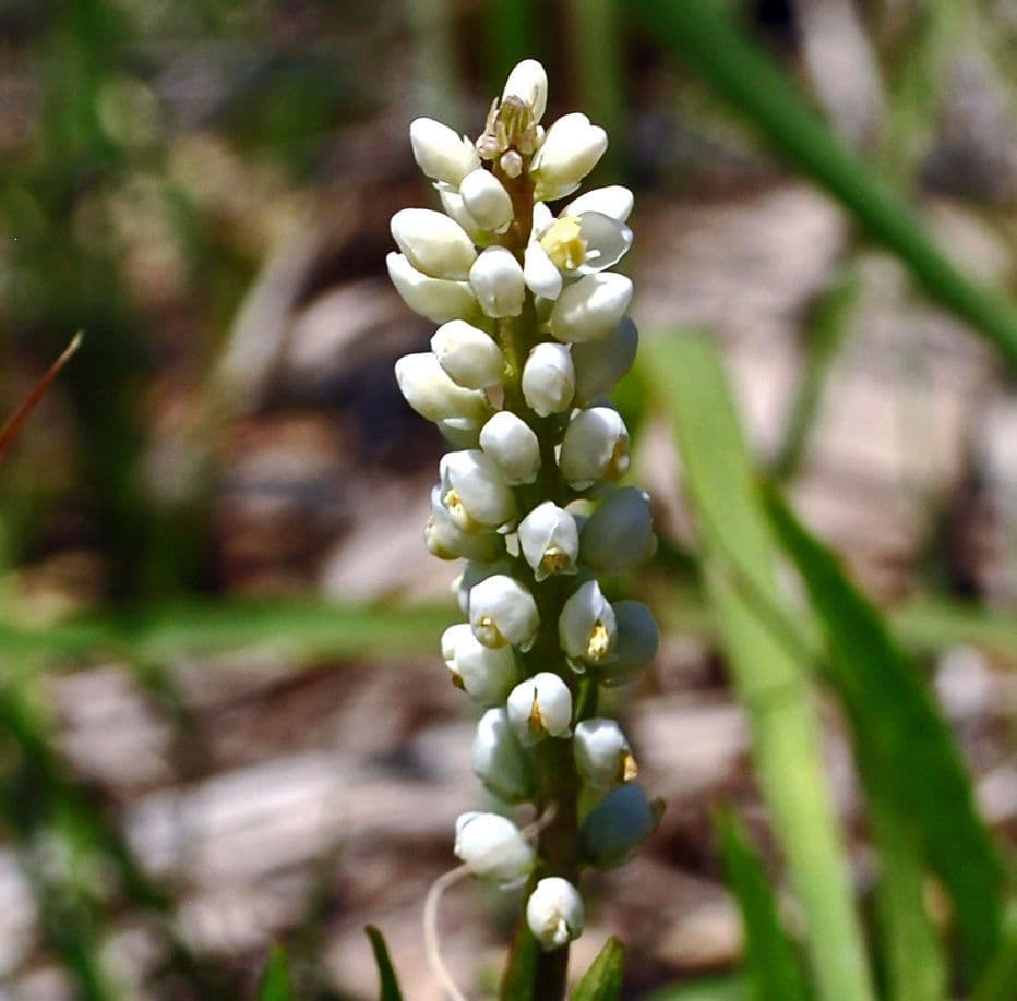 Senega-Winde 3