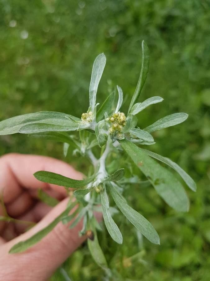 Gnaphalium 10