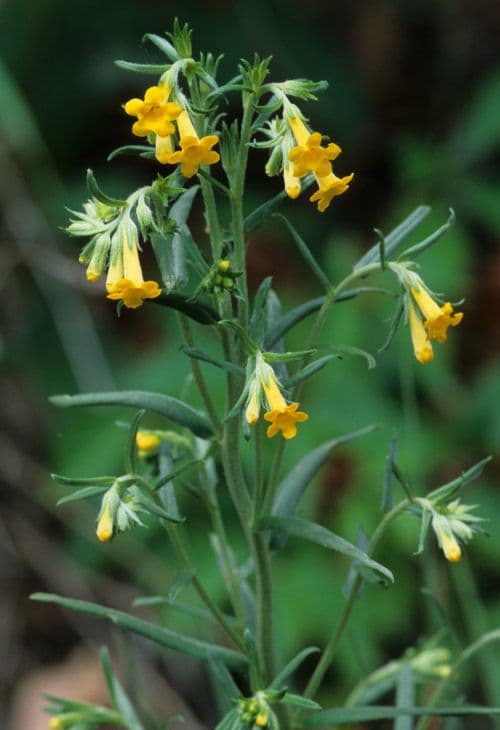 Erba-tosta multiflora 6