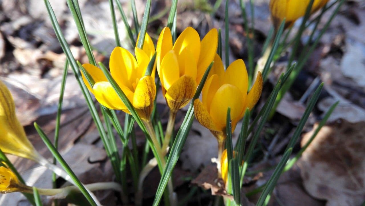 Goldkrokus 15