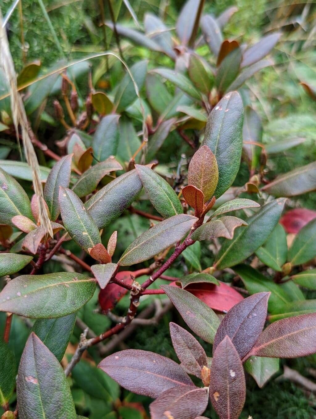 Rododendron karolínský 8