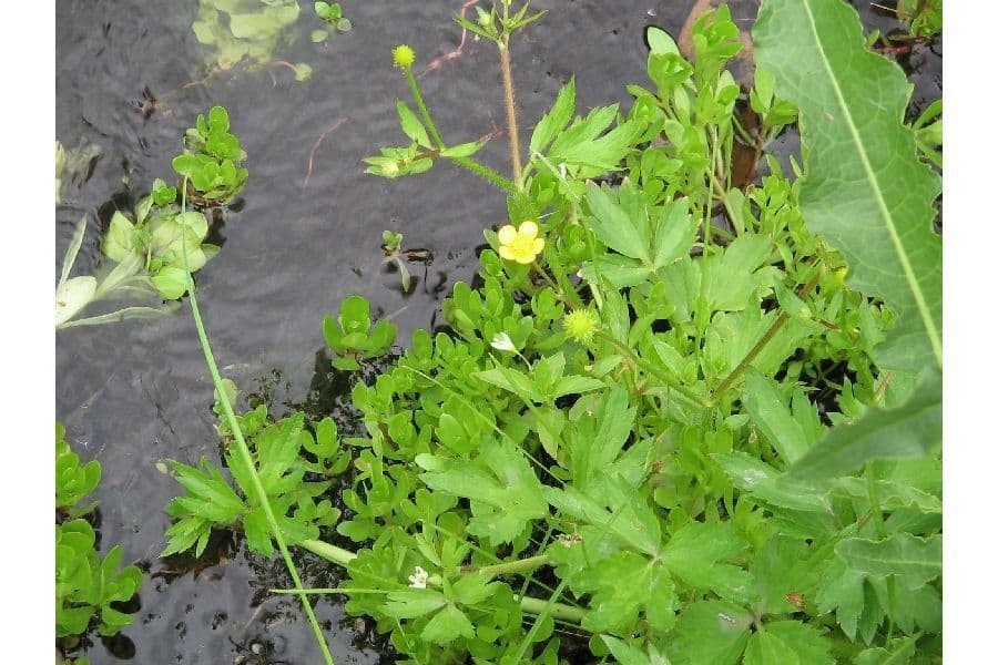 Ranunculus 2