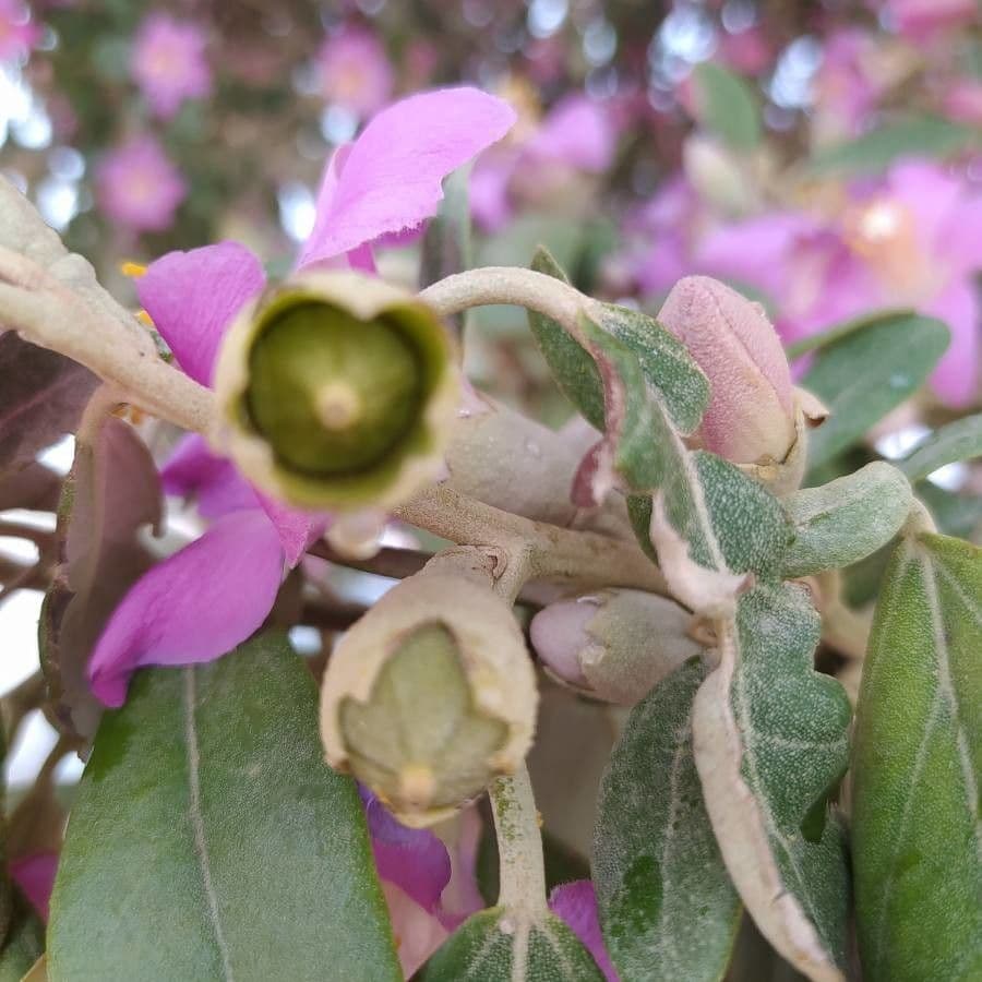 Juckbaum 4