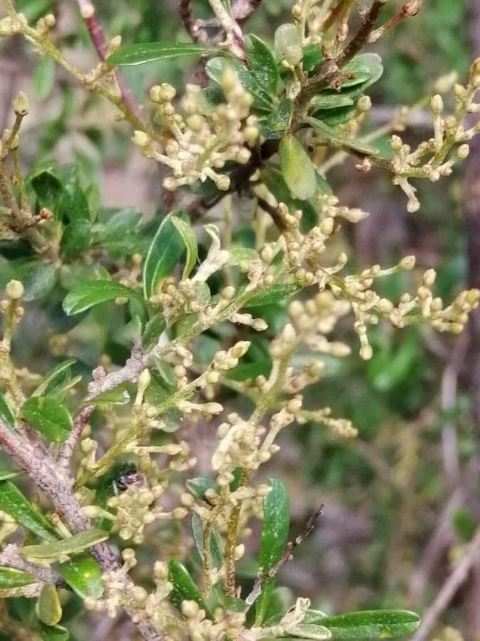 Bursaria spinosa