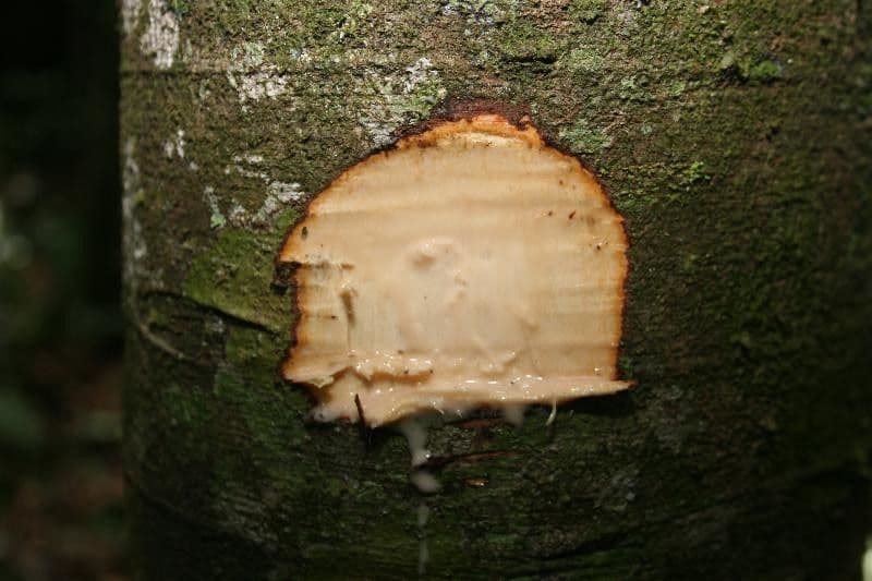 Brotfrucht 12