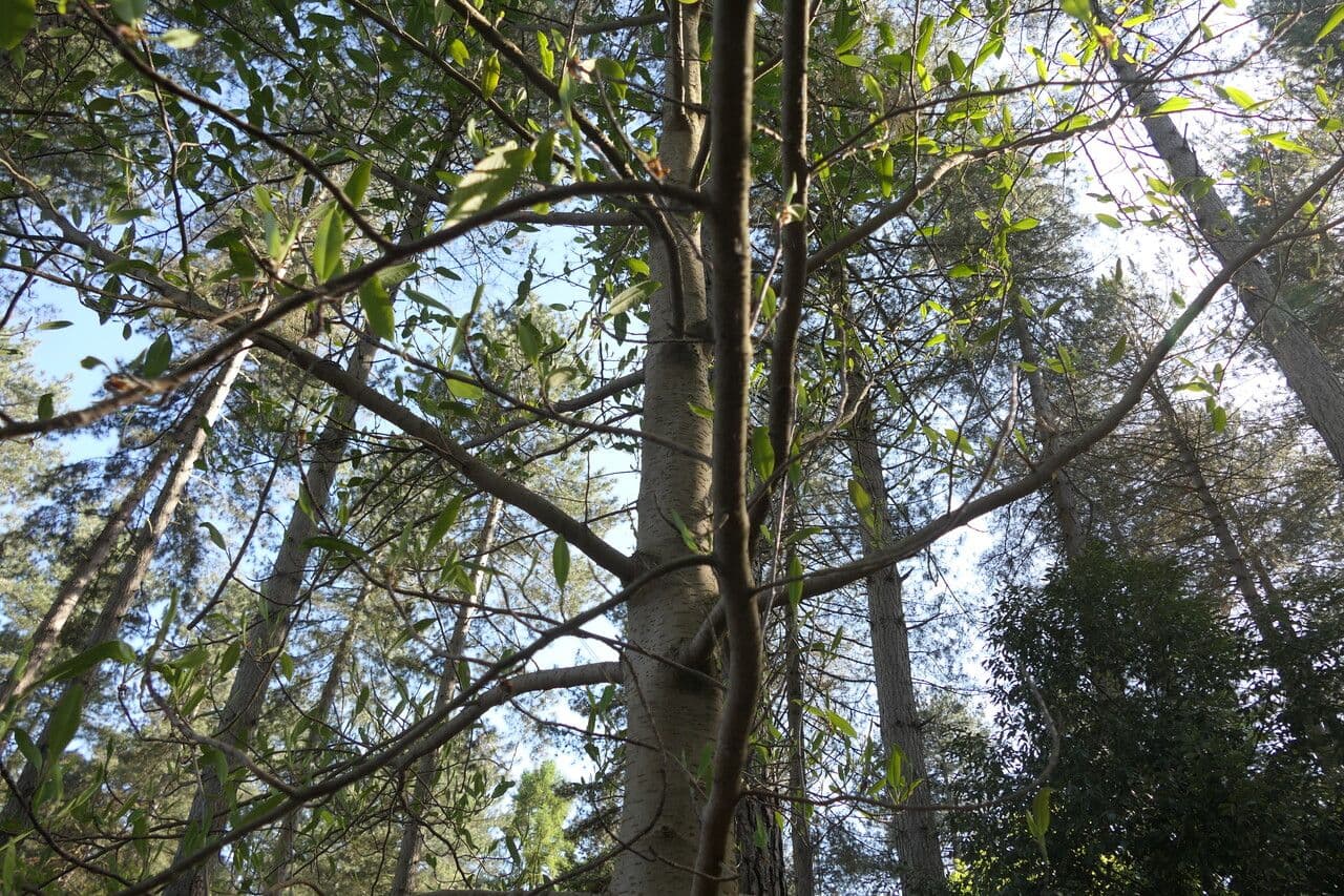 Magnolia