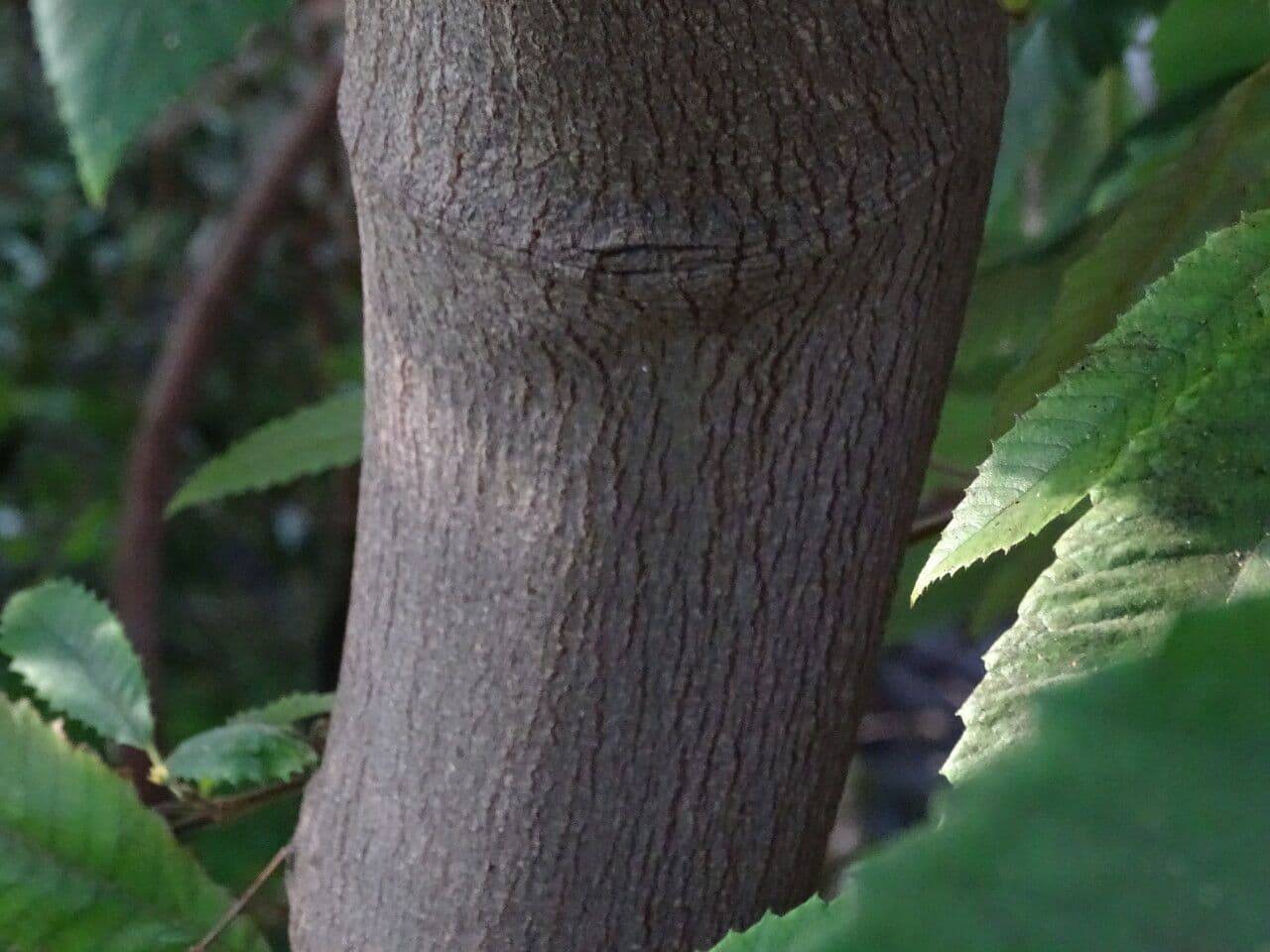 Callicoma 9