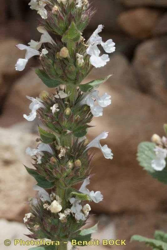 Menta gatuna 12