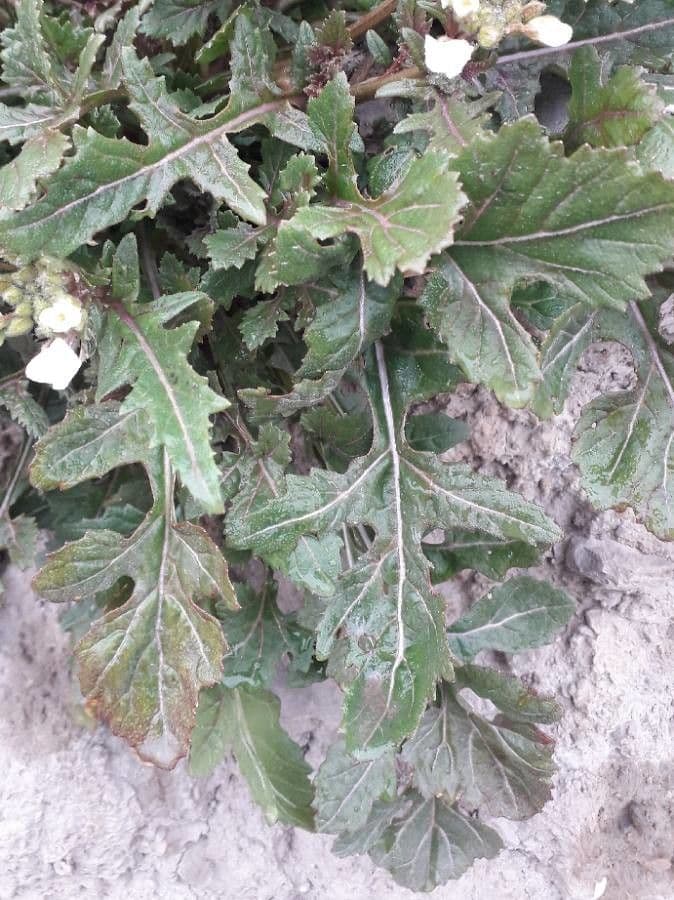 Rucola selvatica 20