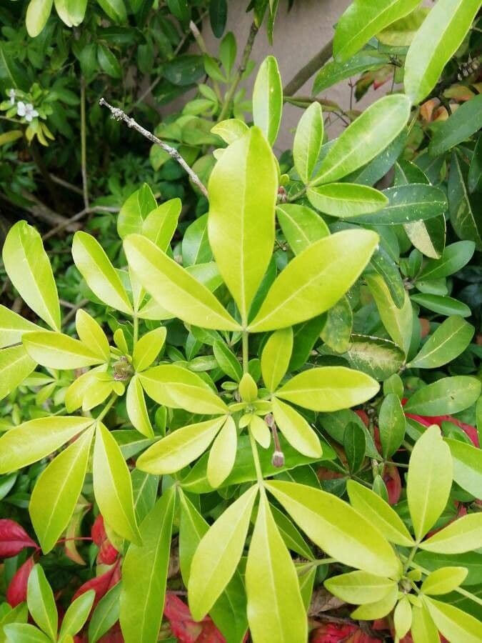 Choisya ternata 17