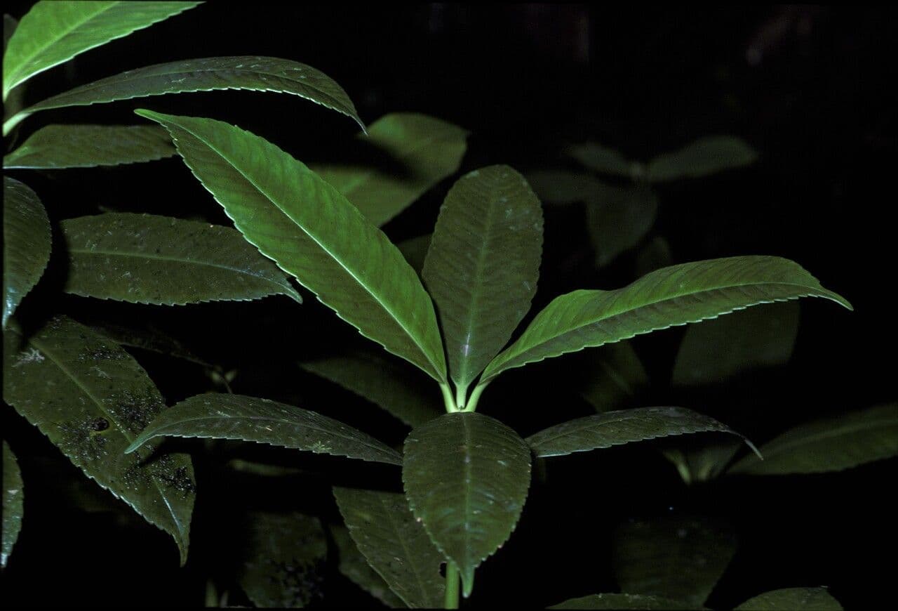 Hedyosmum