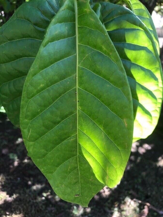 Coccoloba 10