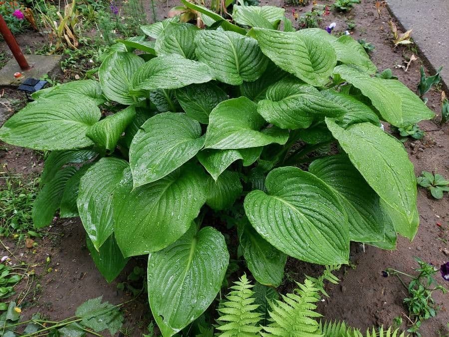 Hosta 14