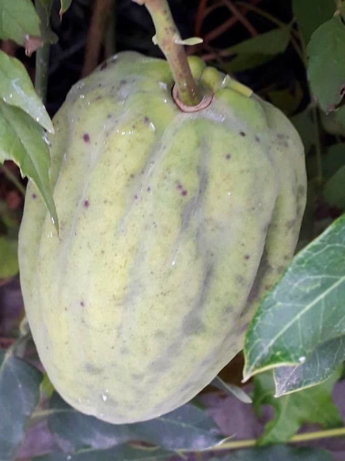 Araujie 4