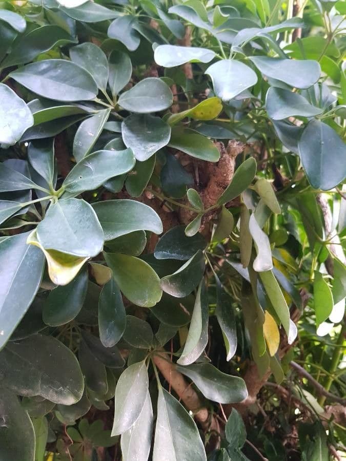 Schefflera arbicole 11