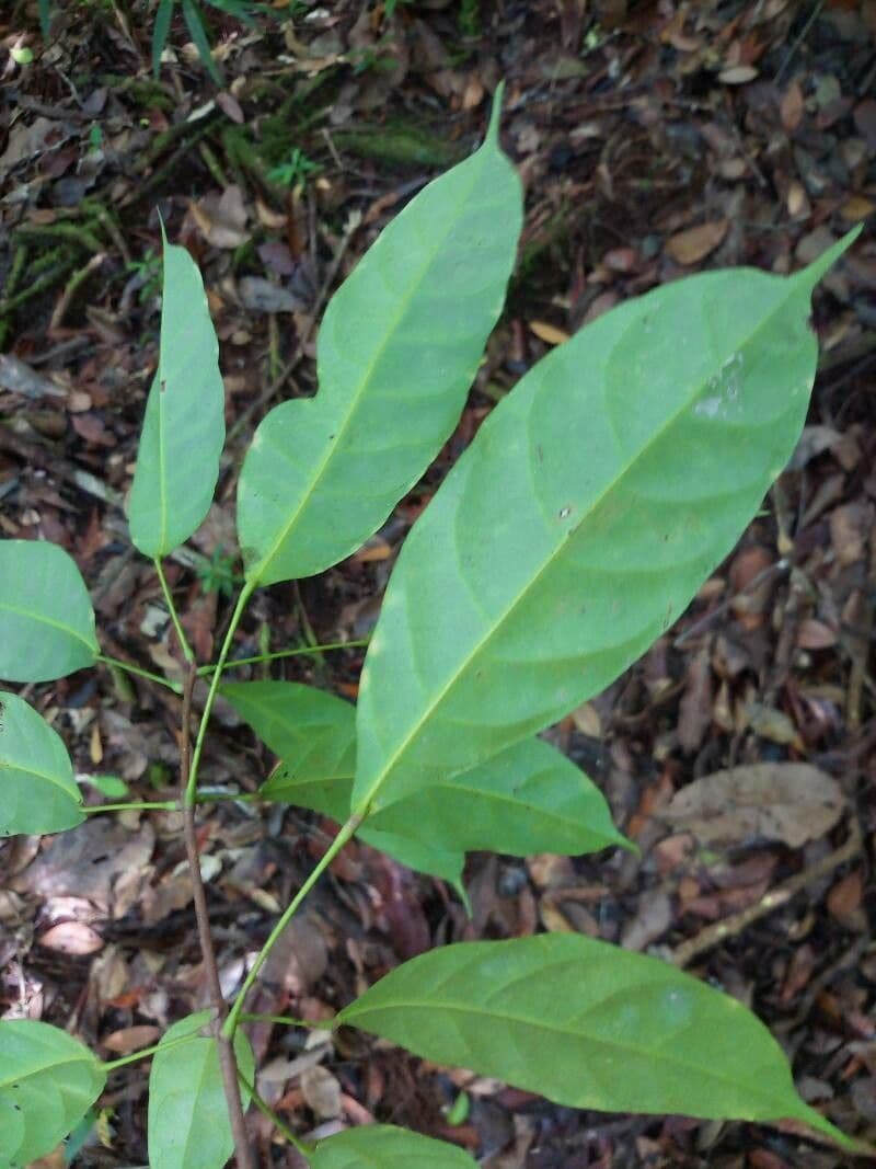 Pimelodendron 2