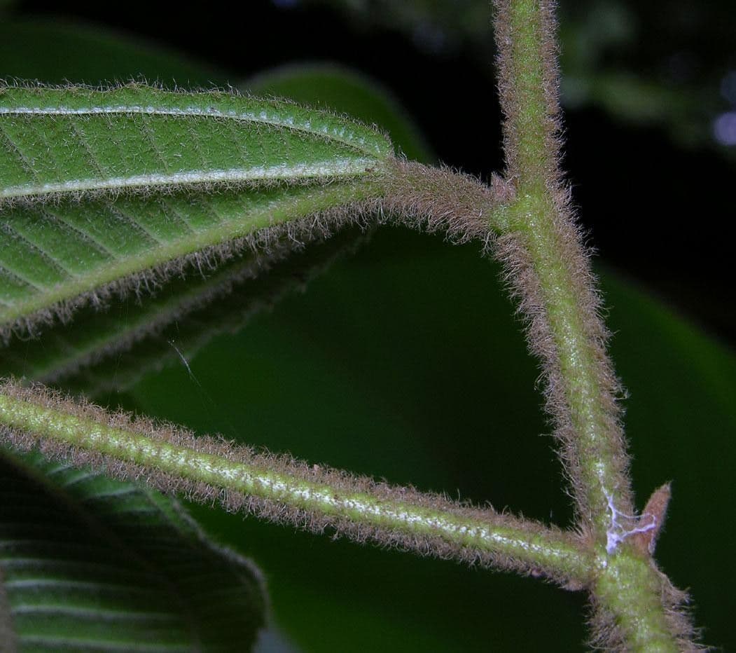 Miconia 14