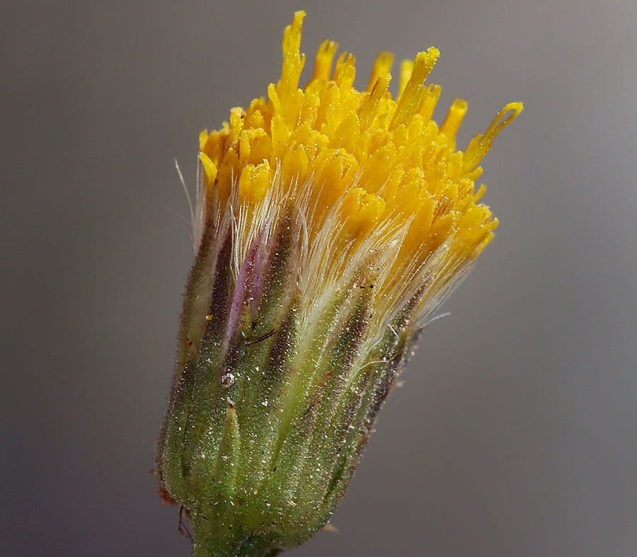 Erigeron delle rocce 5