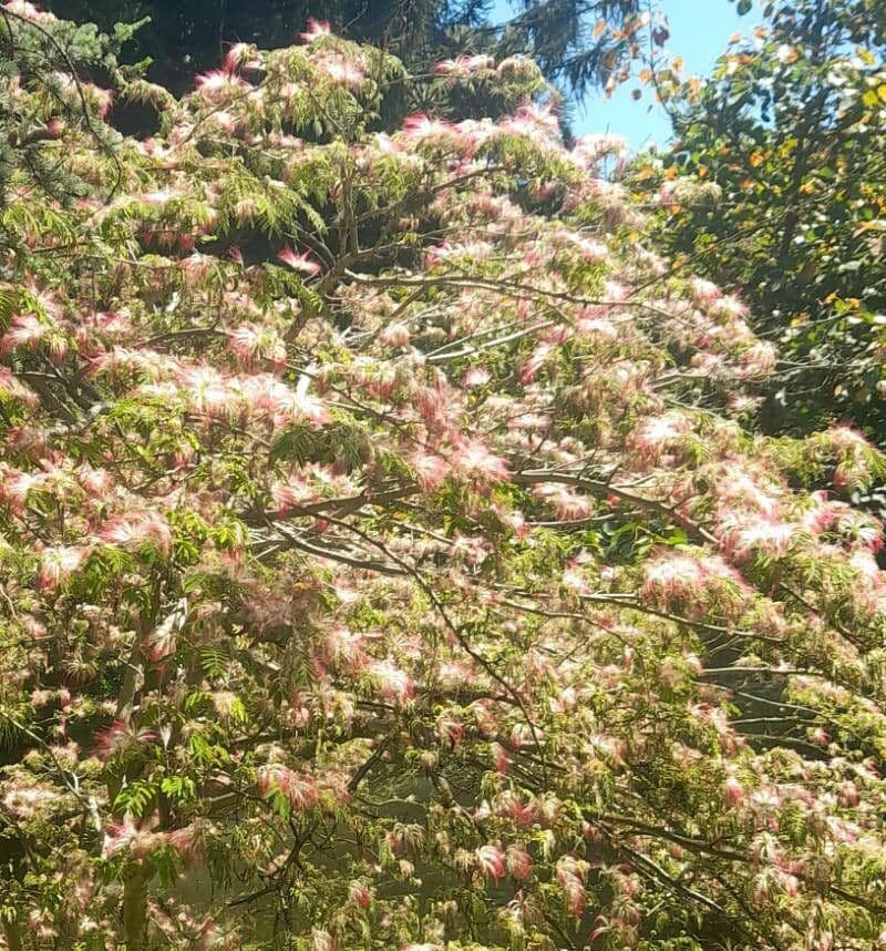 Calliandra 3