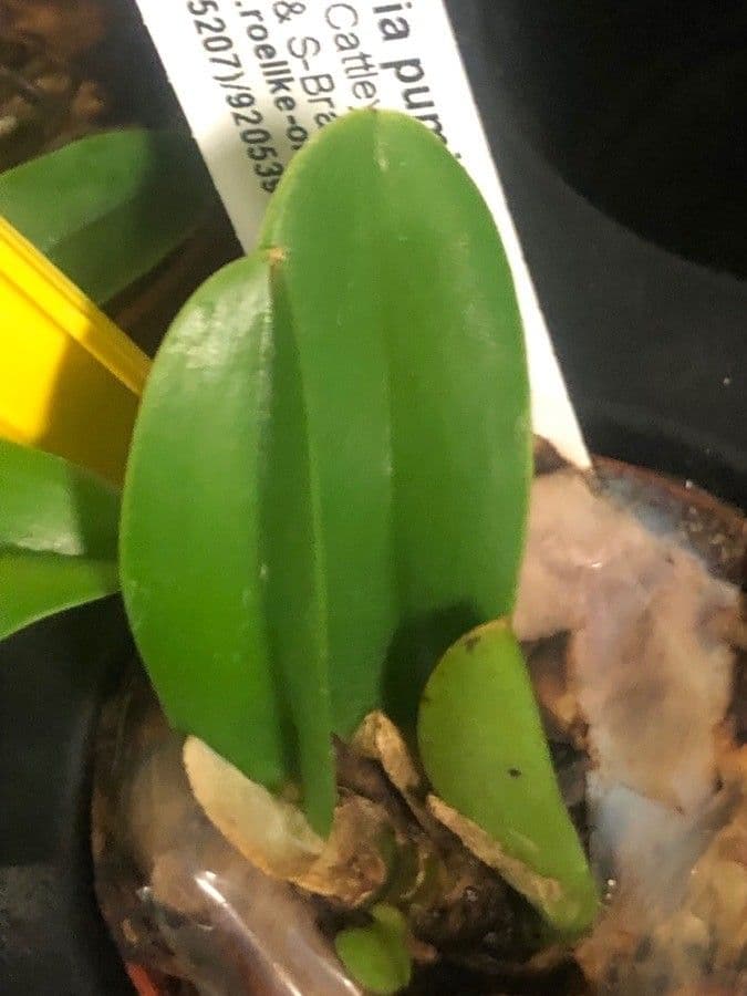 Dwarf Cattleya 6