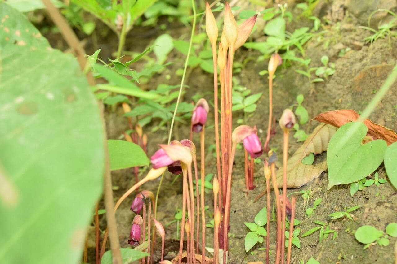 Aeginetia indická 9