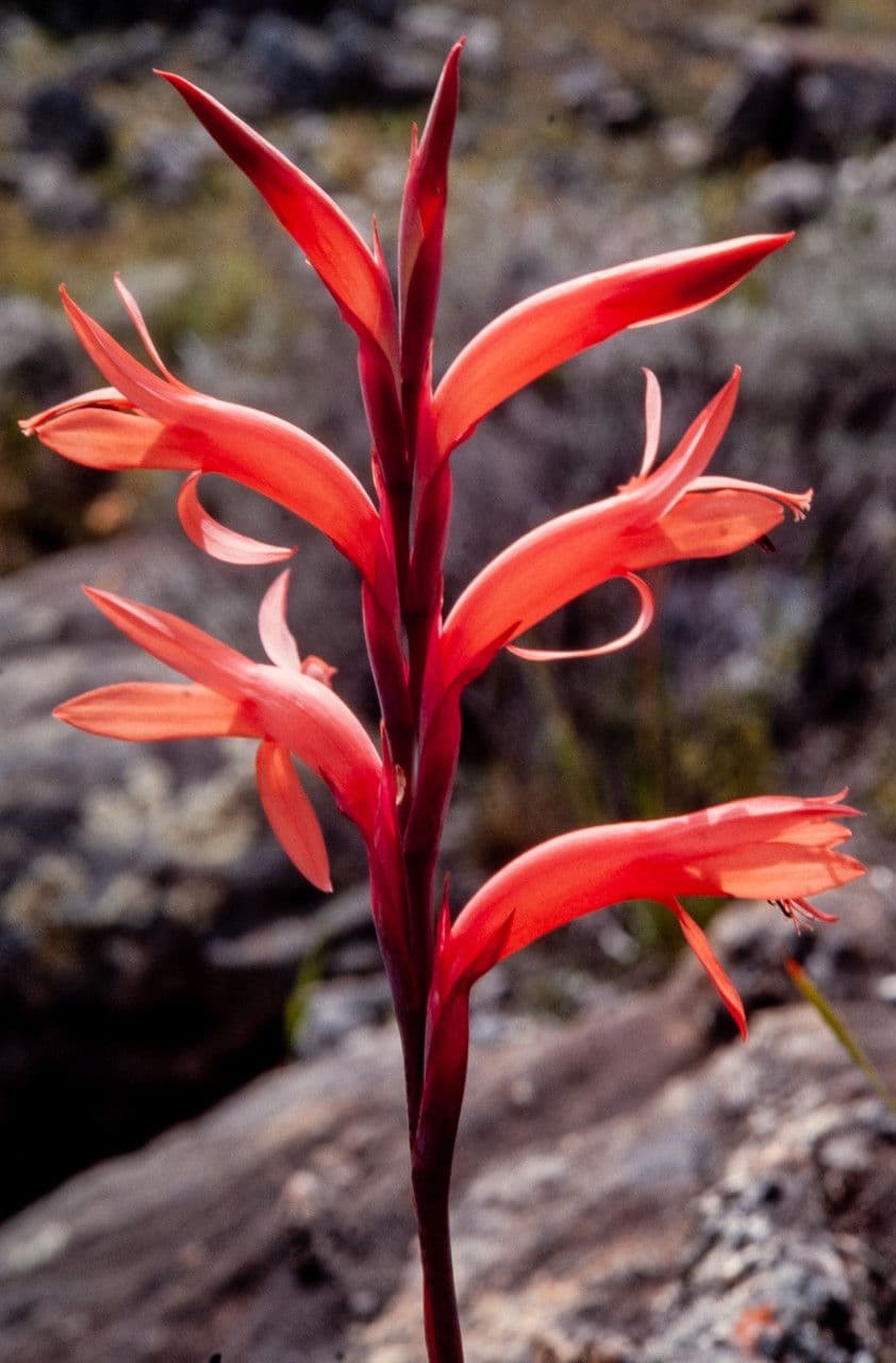 Watsonia