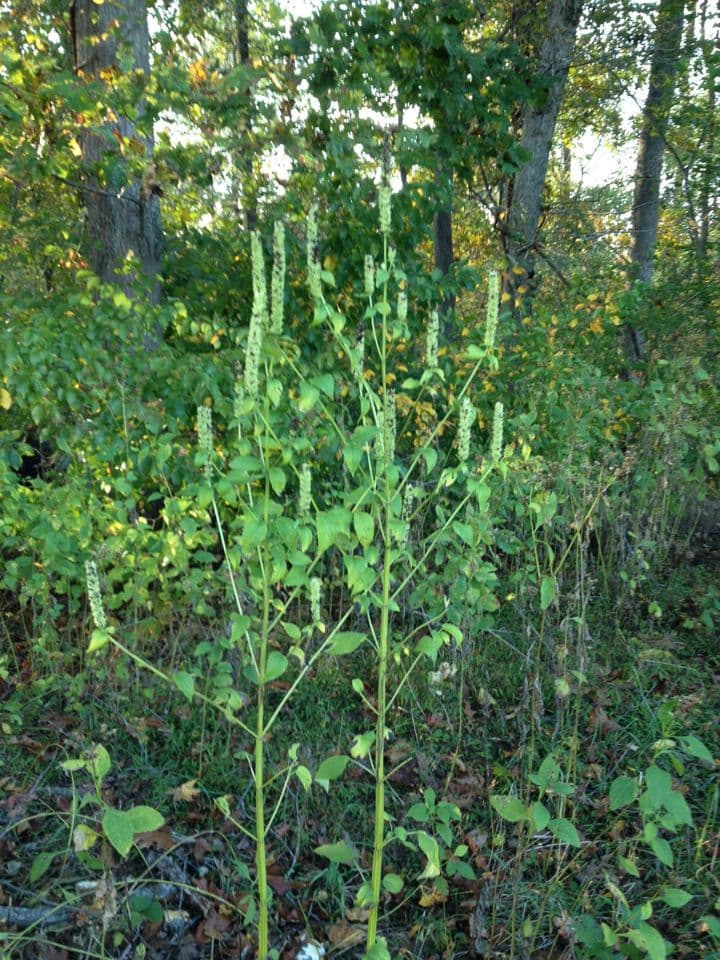 Agastache nepentoide 7