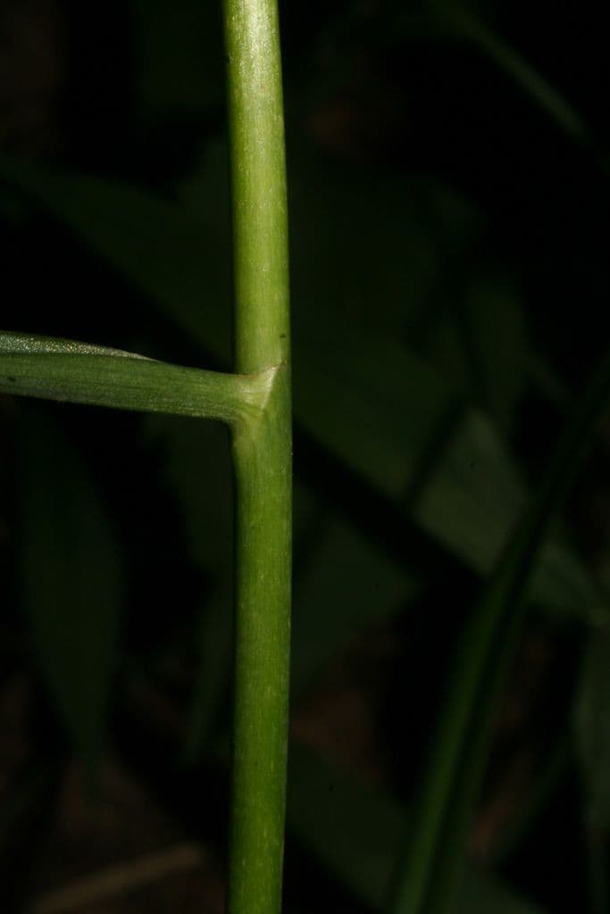 Stenanthium trávolisté 6