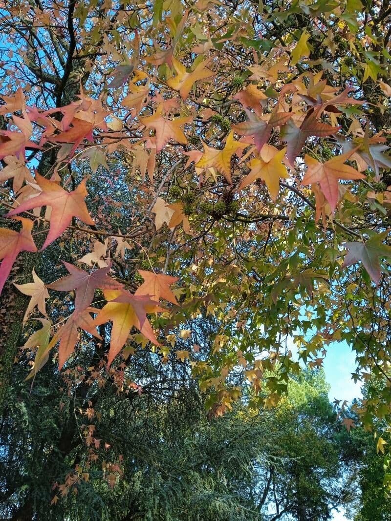 Formosa-Amberbaum 13