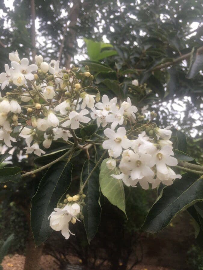 Cordia di Glaziov 4