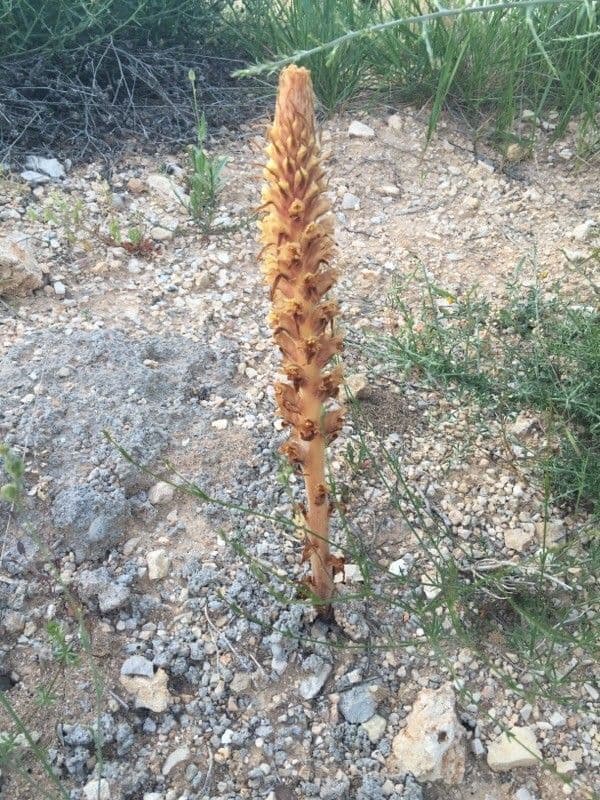 Orobanche pubescente 10