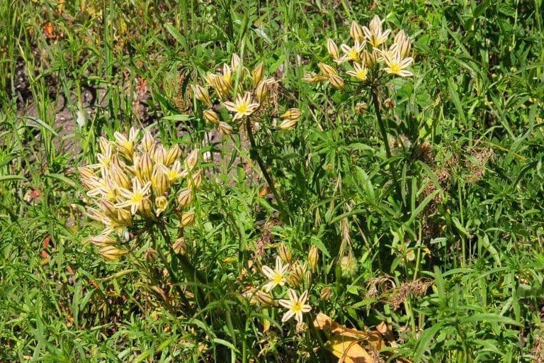 Triteleia di Henderson 6