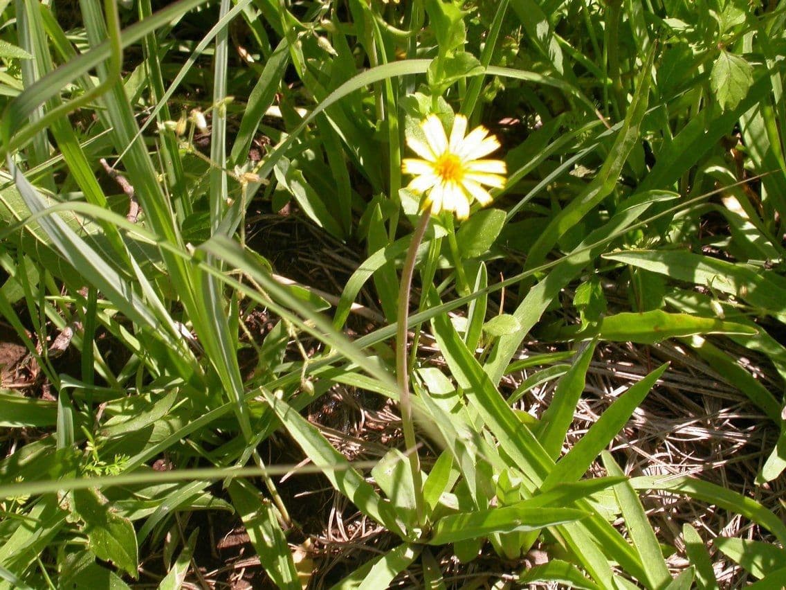 Krigia dandelion 11