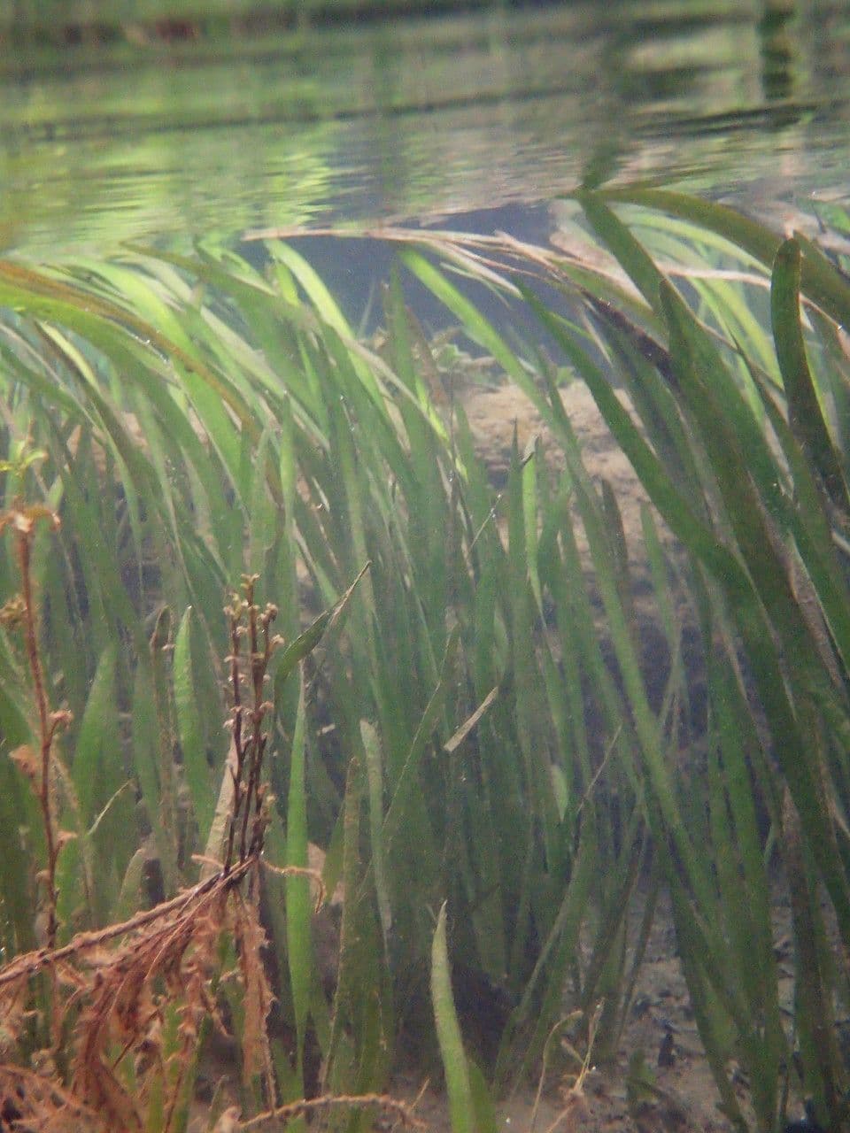 Vallisneria a spirale 6