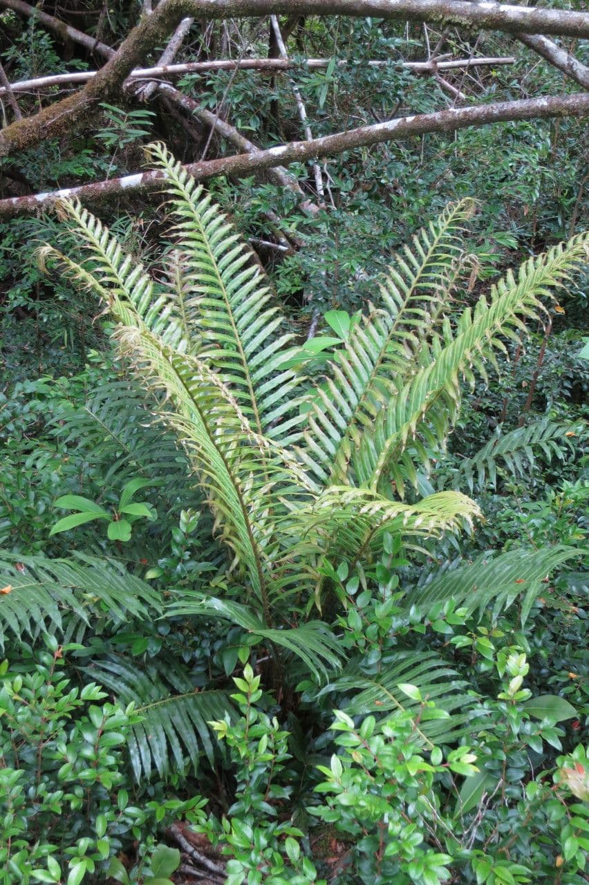 Blechnum 11